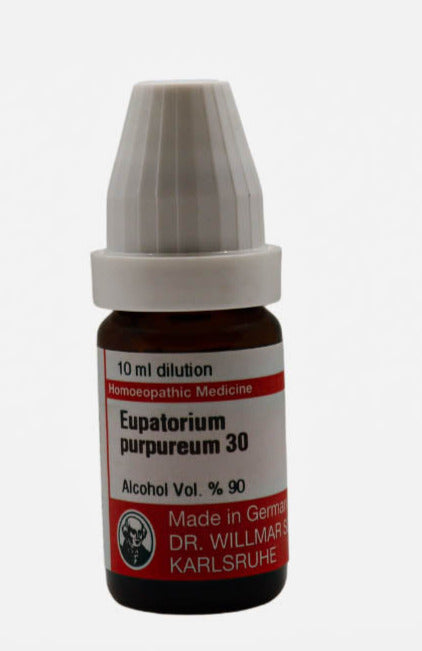 Eupatroium Purpureum