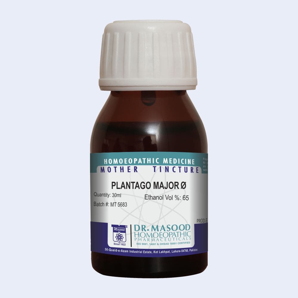 Plantago major Q